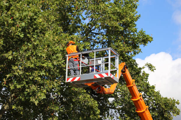 How Our Tree Care Process Works  in West Odessa, TX